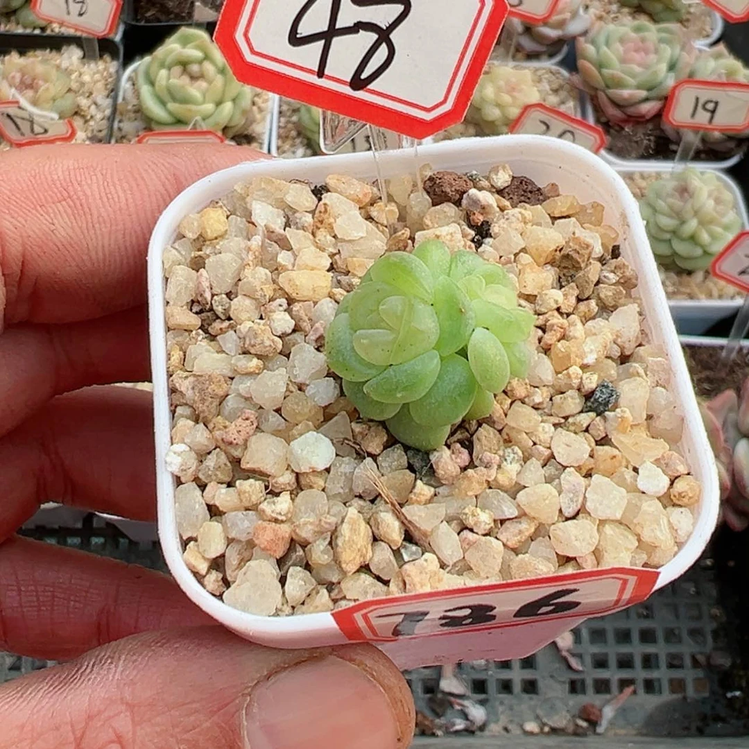 【闪购商品】卡*伊786哈哈哈哈哈哈哈哈