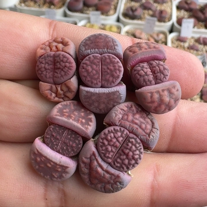 G343园艺新品紫花纹混合三年