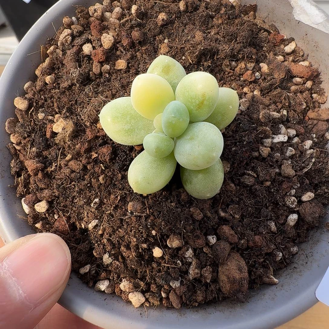 奶酪锦1111129-199