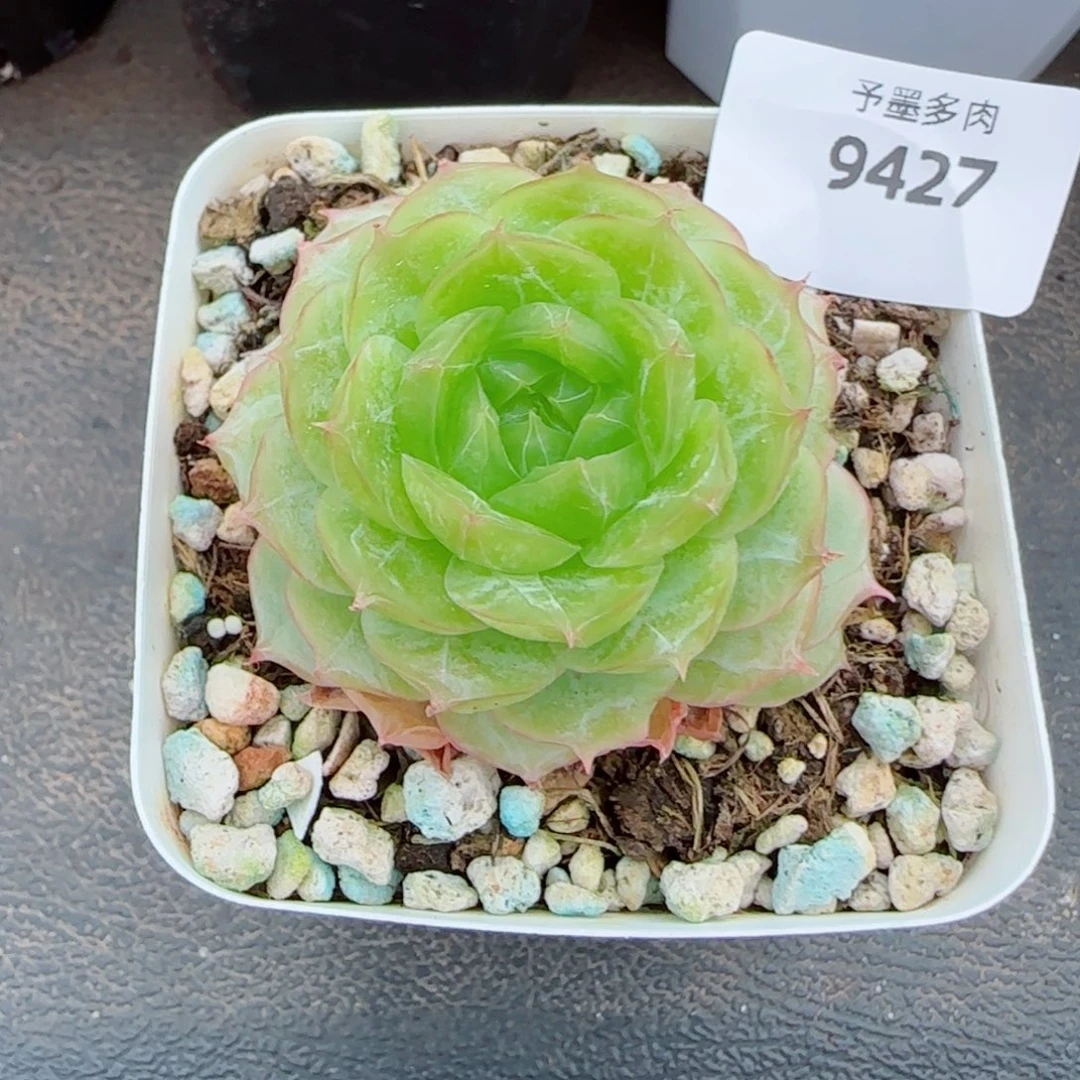 翡翠明珠，9427开播福利