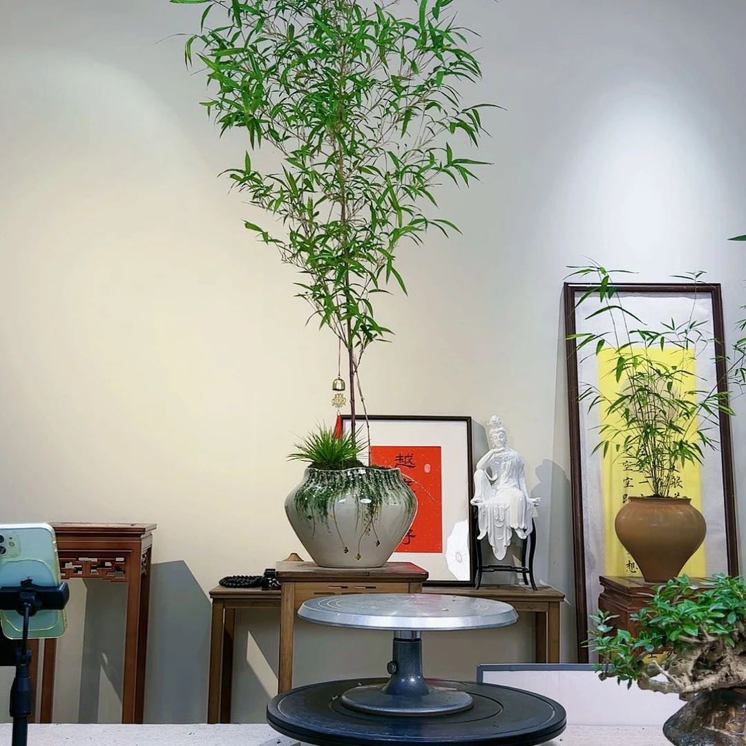 一****姐老桩精品竹盆景