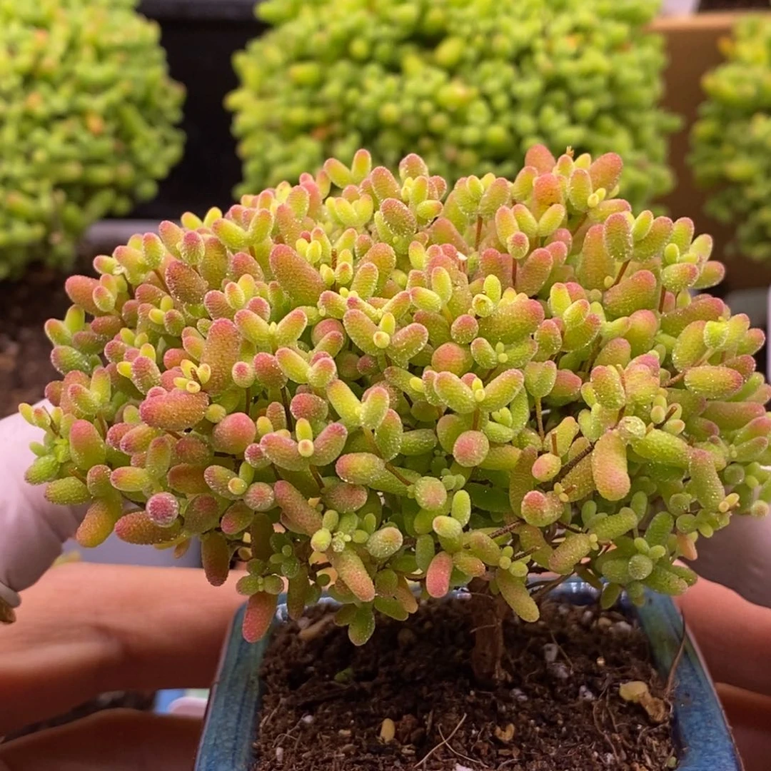 无58蜜橘糖球带盆。