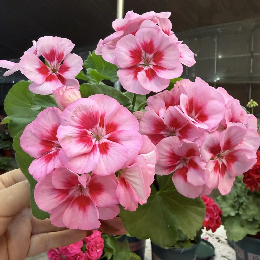 桃花飞溅——直立中苗带花苞包对版