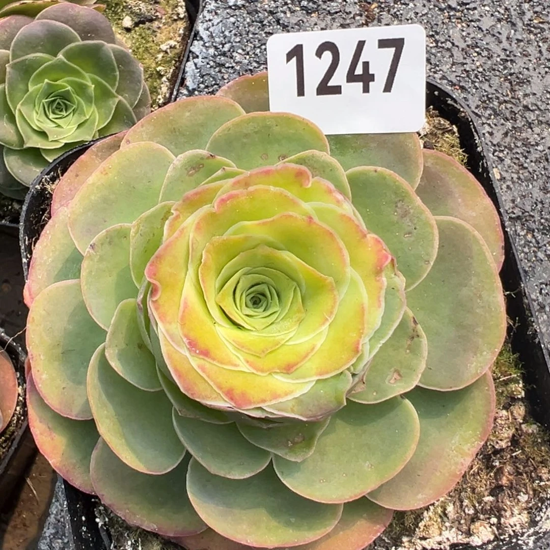 帕1247山地玫瑰多肉