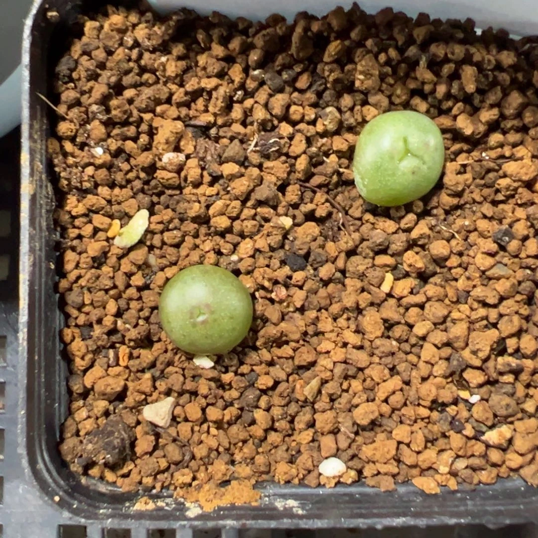 4-123 458皮卡丘多肉植物