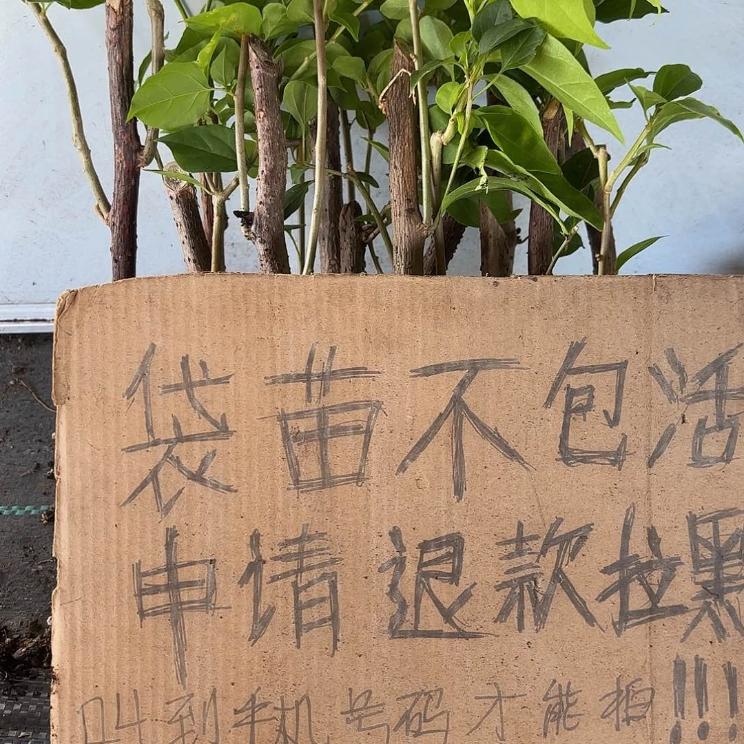 囡***爸当前无花朵，栽培后可花朵袋苗盲盒12颗不包活