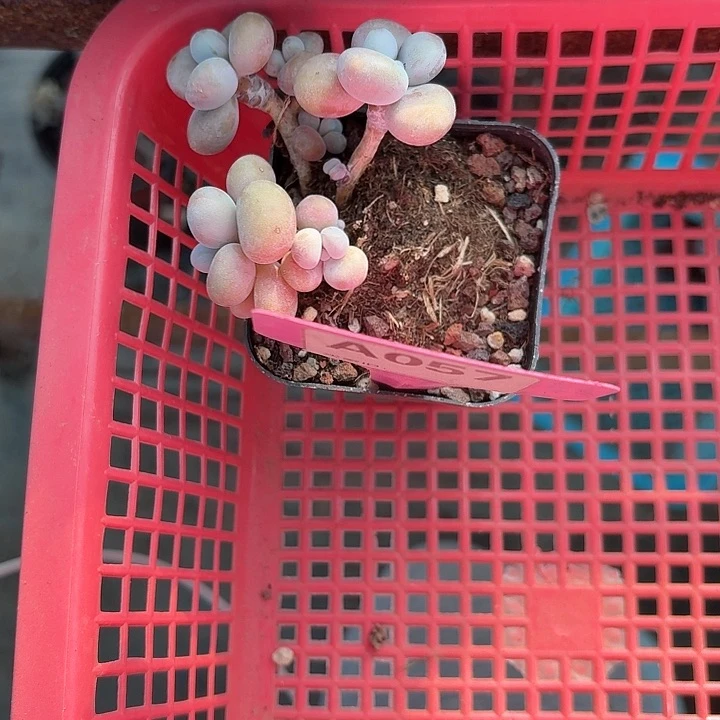 青***事x b z z v h 057