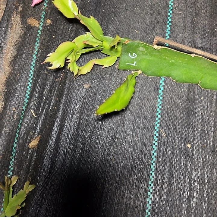 流感嫁接小苗带盆发货一颗25