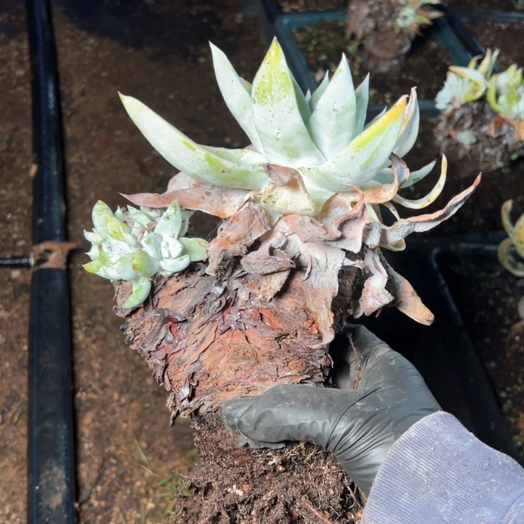 5269哈哈哈哈哈哈哈哈