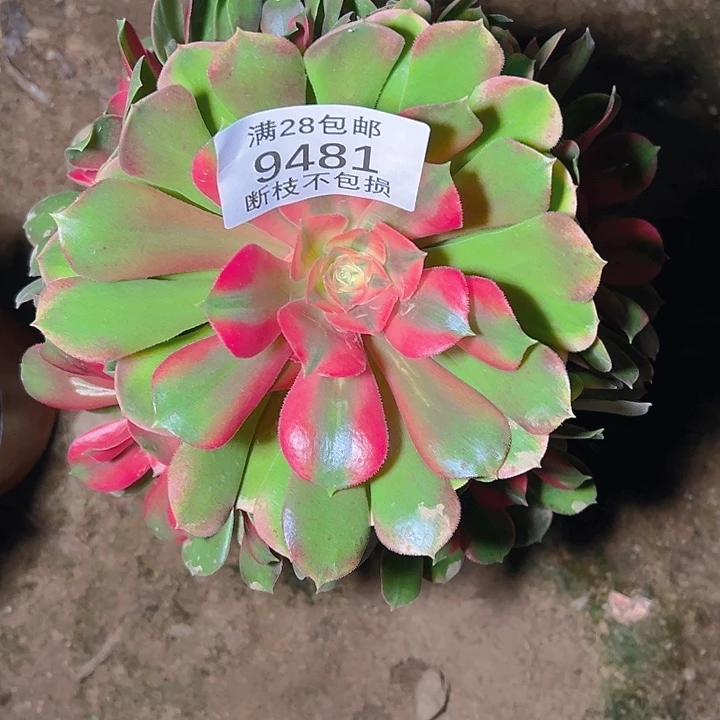 9481香妃多肉植物
