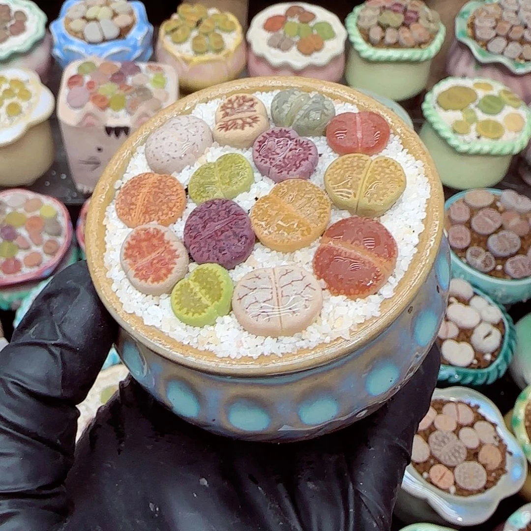 生石花满18包邮1225-88