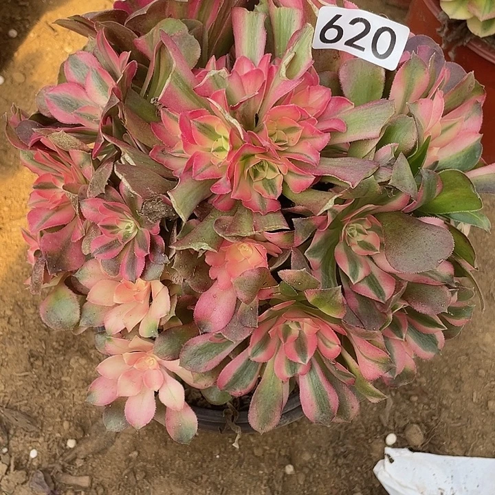 620香妃对肉植物的