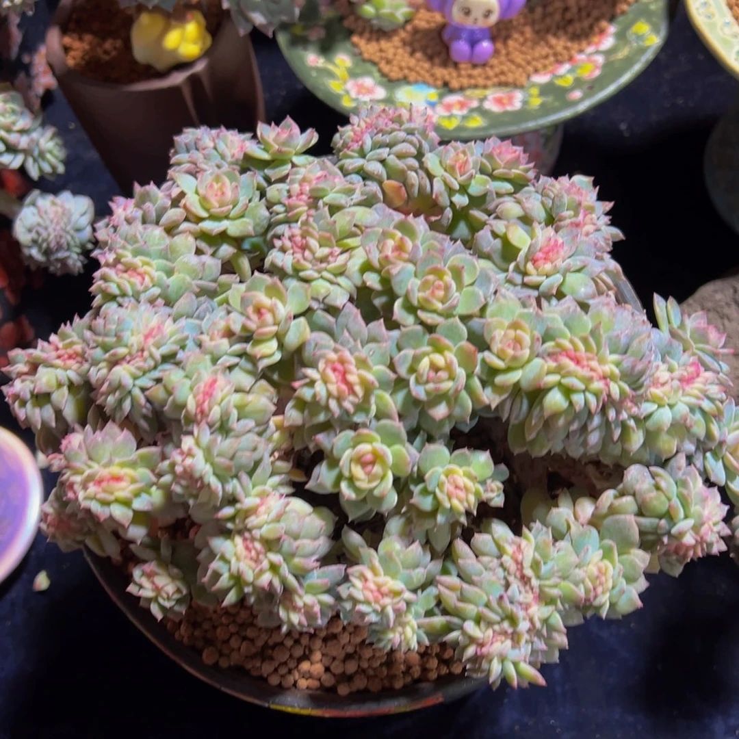 草莓冰沙琥珀缀化