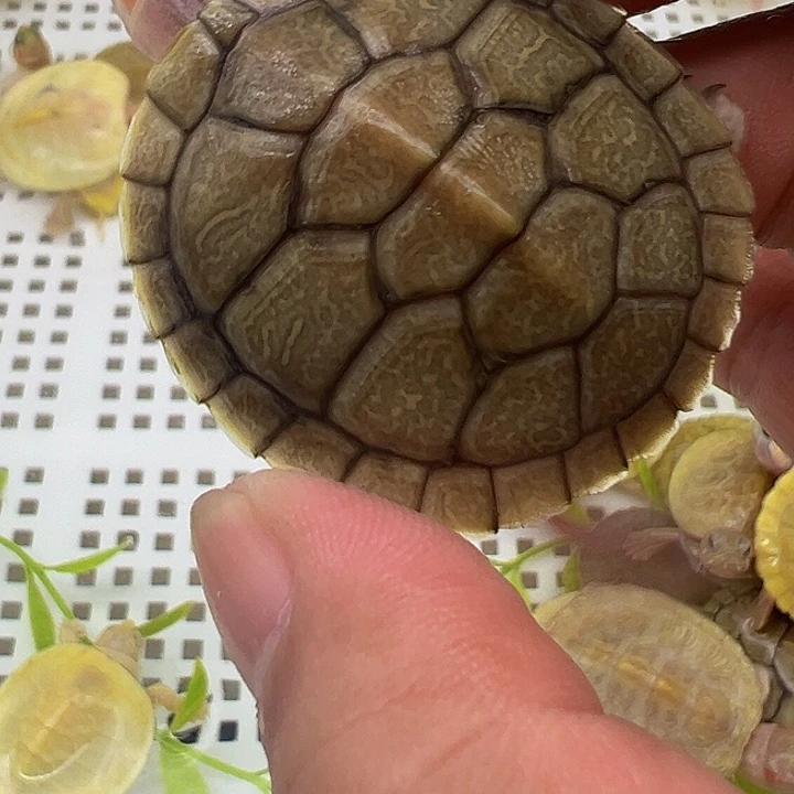 绿毛龟母巴西龟果冻