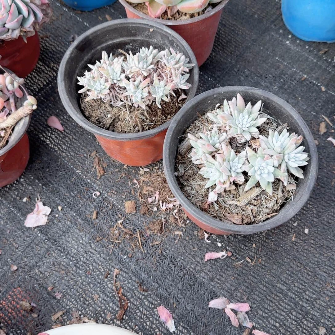 无花朵120白菊老桩