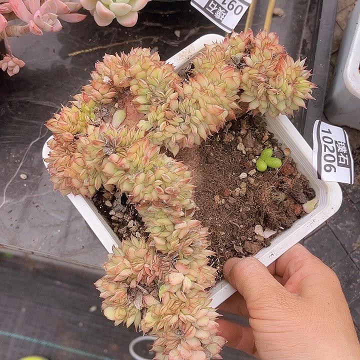 月光女神缀10206多肉植物