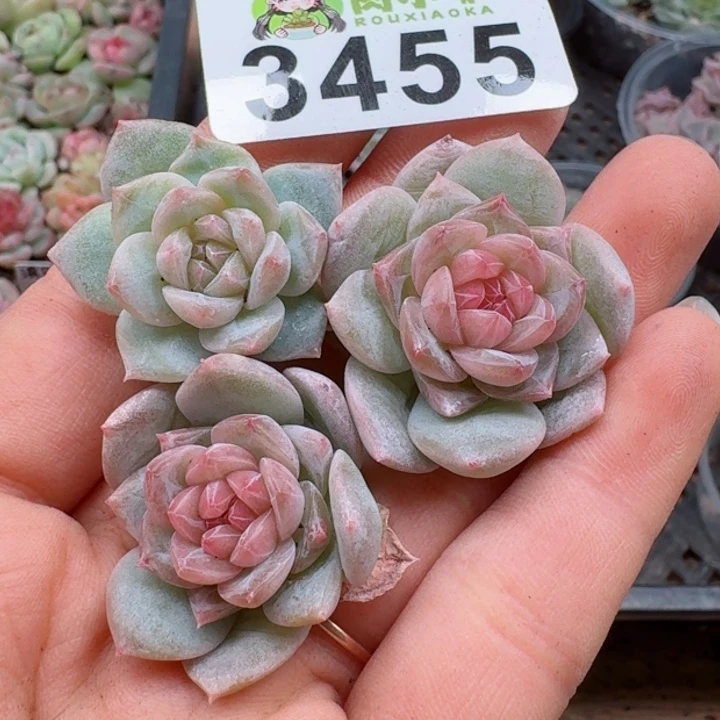 悠*多肉植物多肉植物