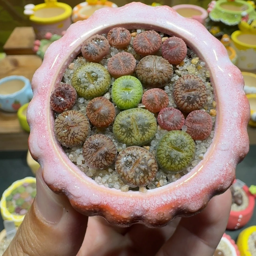 蘑菇1011彩虹日轮多肉植物