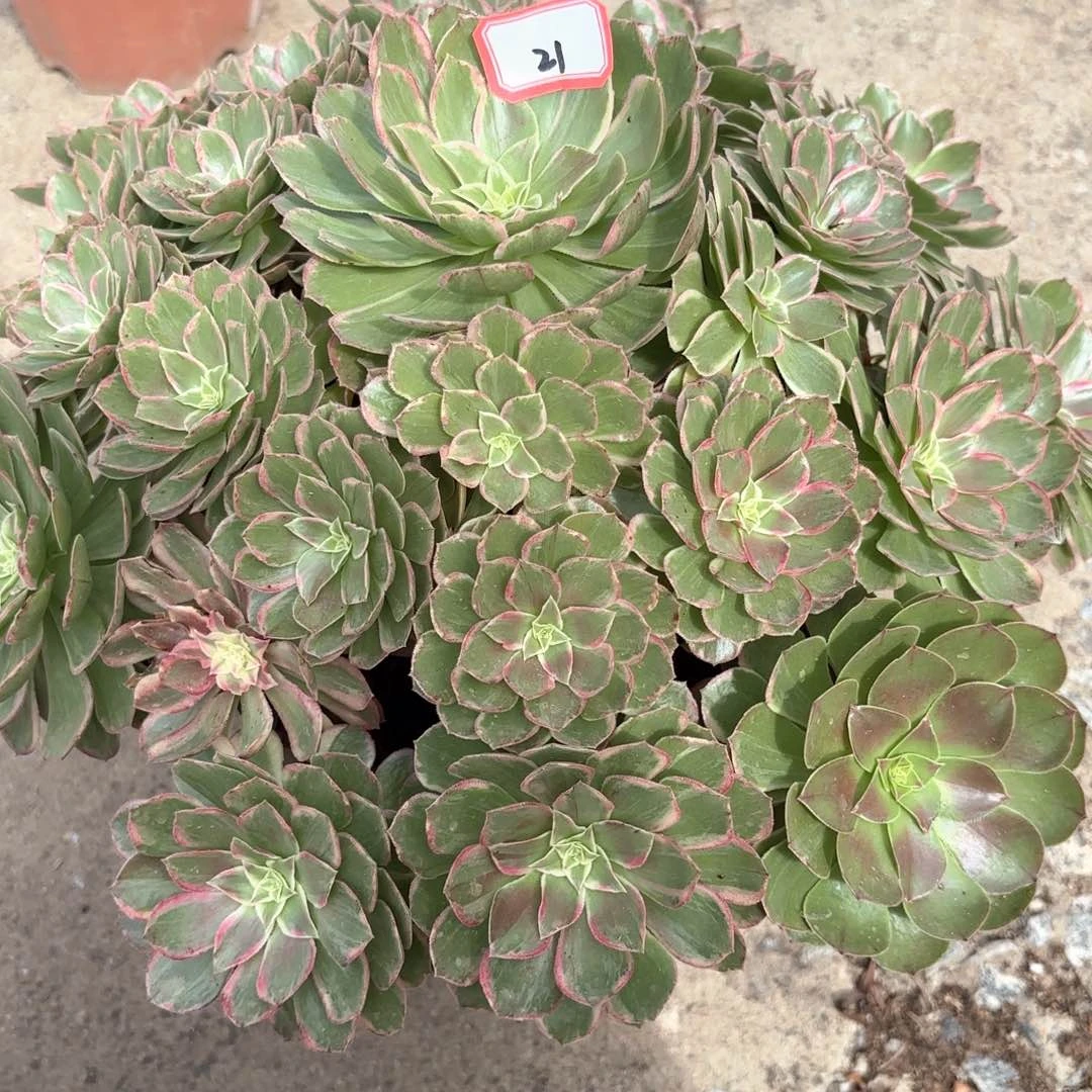 全部花朵21莲花多肉植物