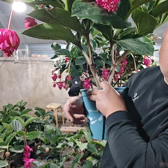 泓***杰无花朵宝莲灯花基地发货