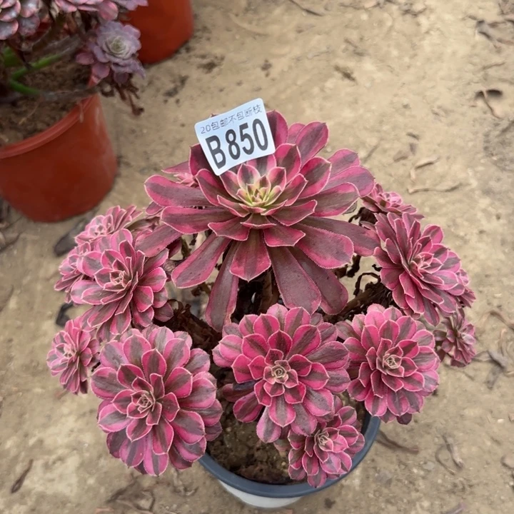 黑痛白……多肉植物……