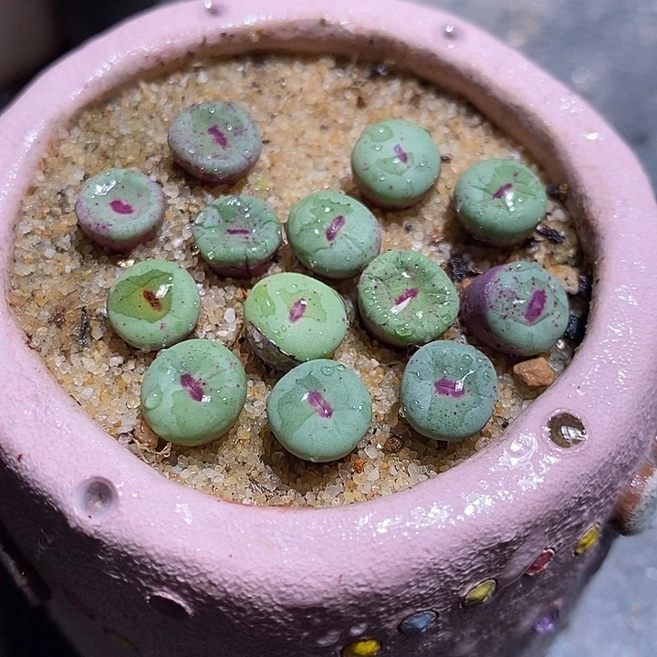 ts427红嘴一颗。