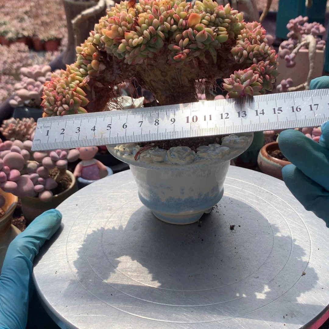 土*片89感不带盆偏远地区不包邮的