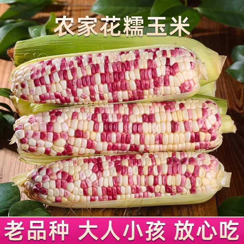 新鲜现摘花甜糯玉米清甜香糯带皮苞谷代餐粗粮