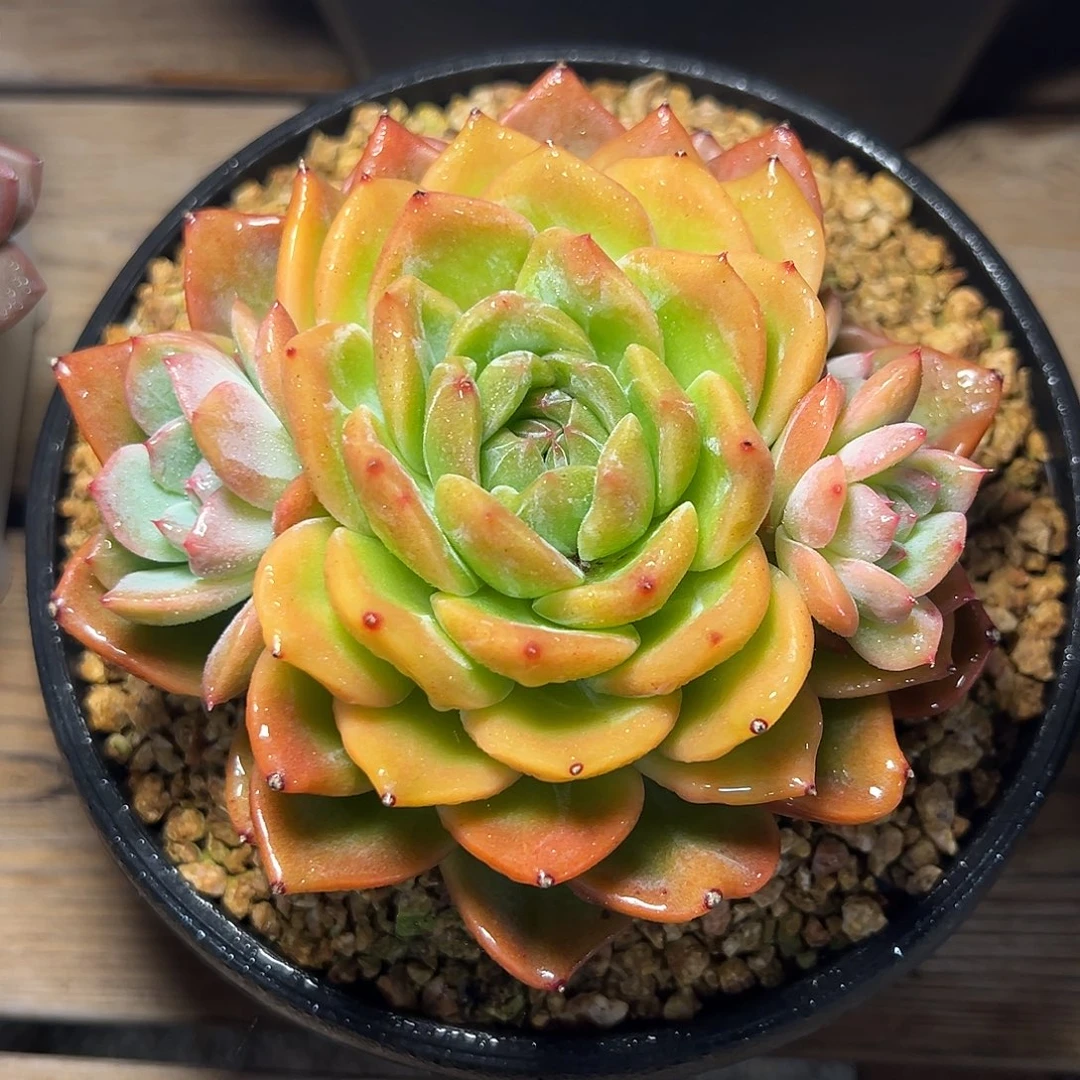 8-28-26新品珍妮单头