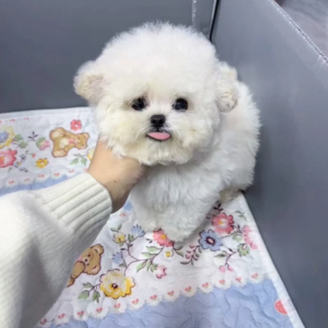 韩韩家的比熊犬活体链接