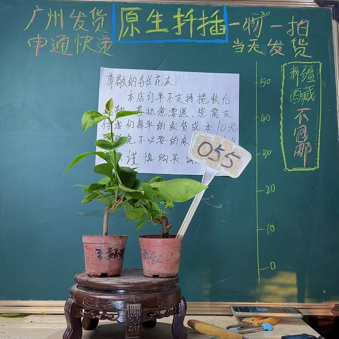 当前无花栽培后可以开花黄玫瑰掌中宝 热火桑巴掌中宝 055