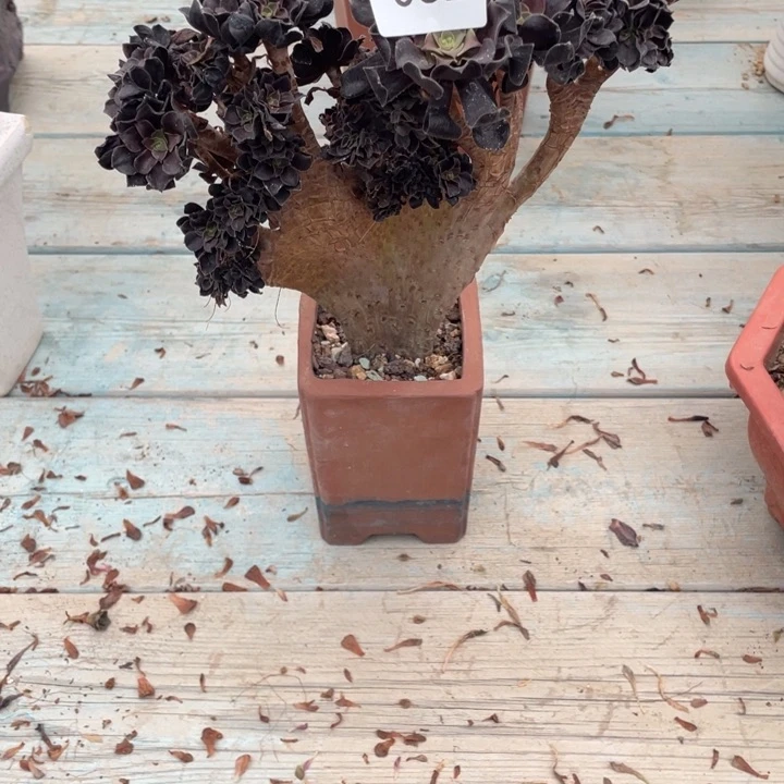 c**b032欧紫法师缀化