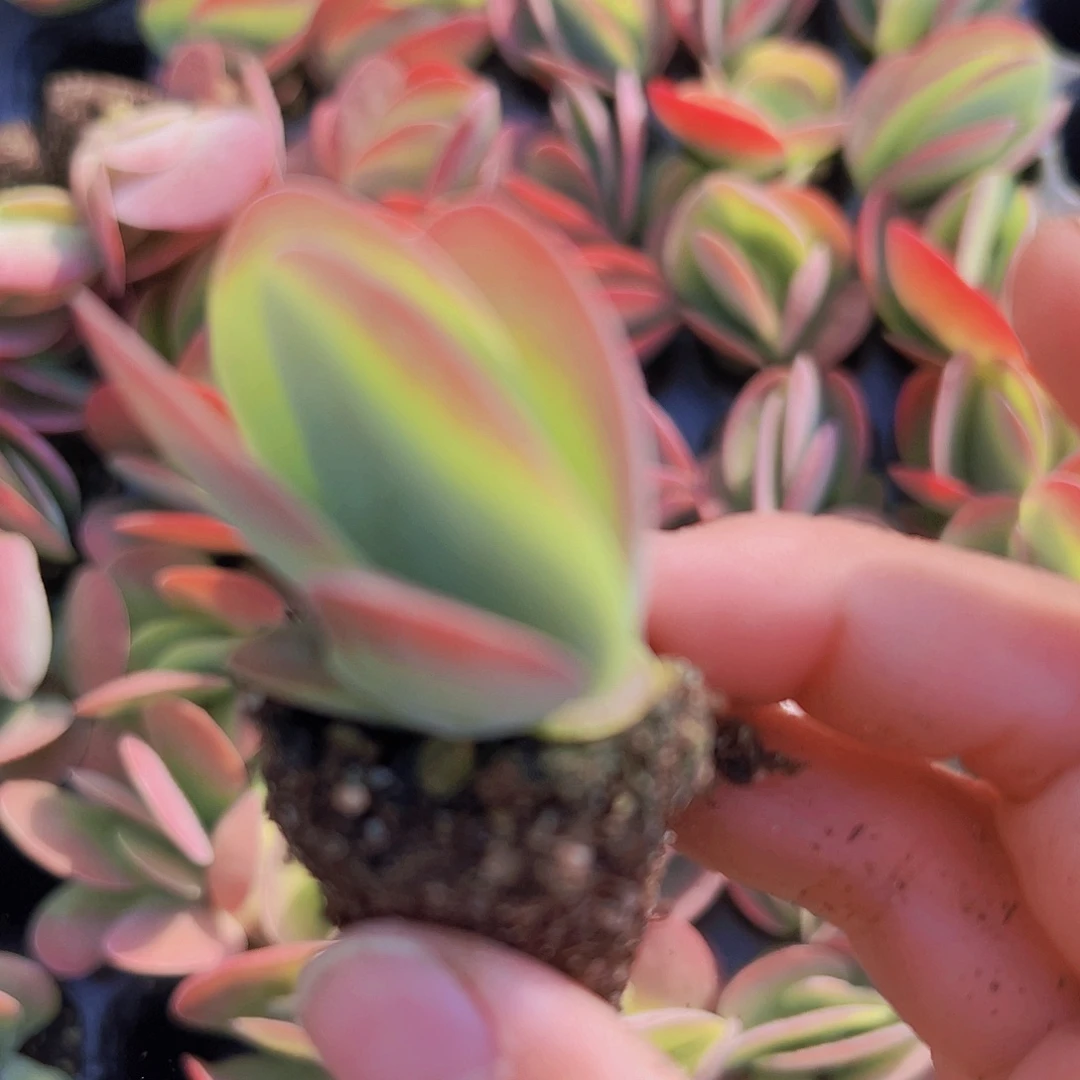 穴盘唐寅5颗19包邮