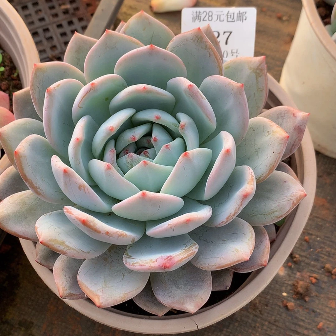 【闪购商品】云527号