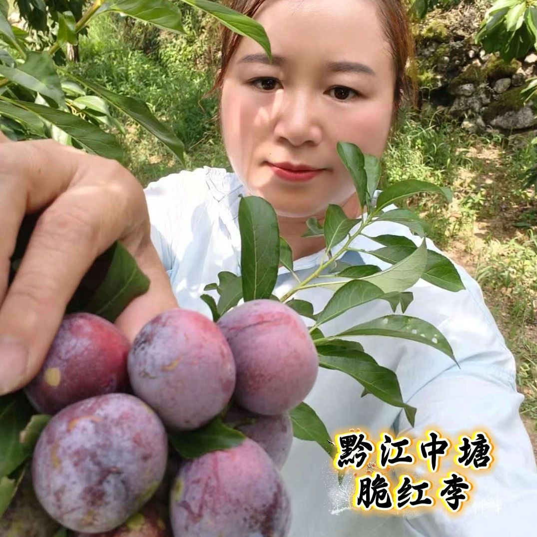 黔江中塘脆红李李子中塘脆红李新鲜奈李脱骨李