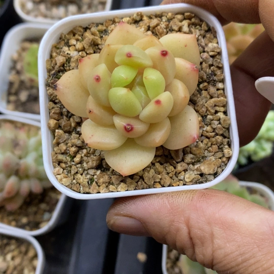 精品多肉一物一拍不包整9