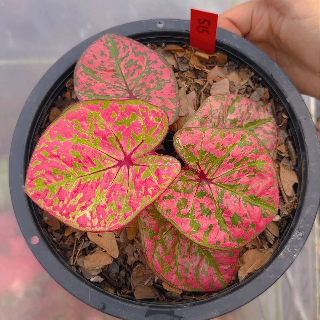 515-0606泰国发货母老虎