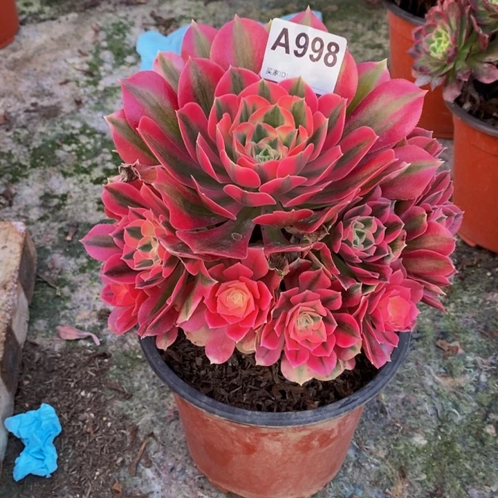 女巫多肉植物998