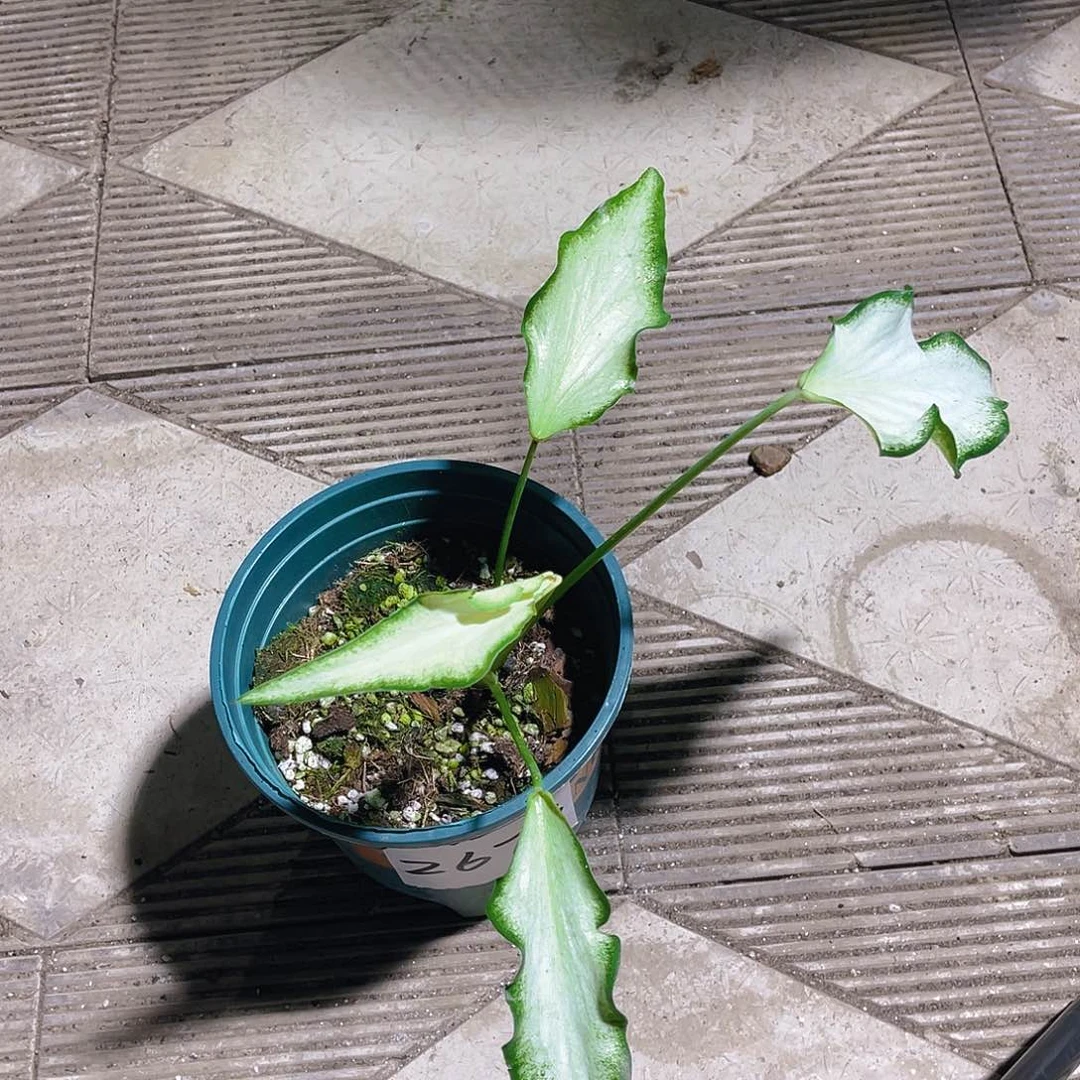 完全开放2673泰彩一物一拍