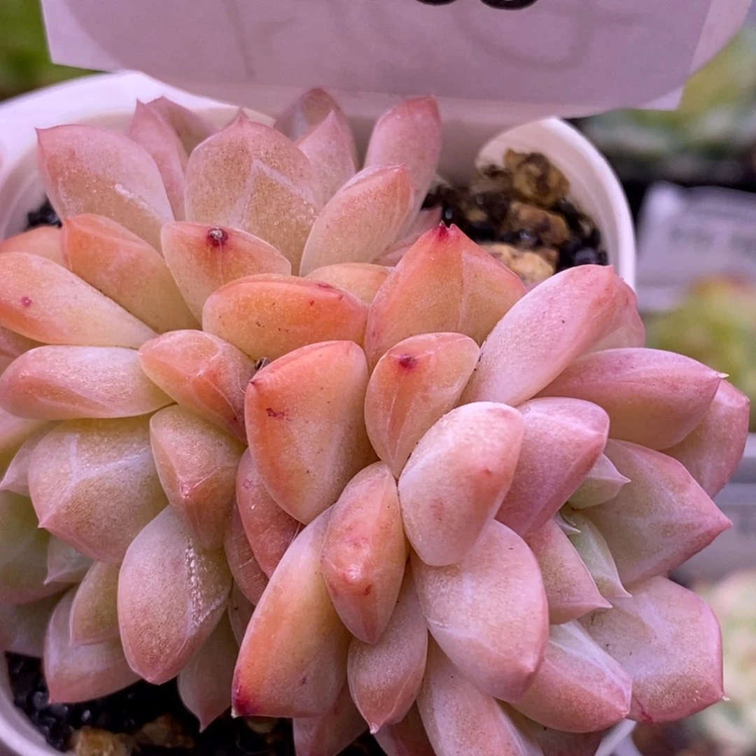 【闪购商品】11-108