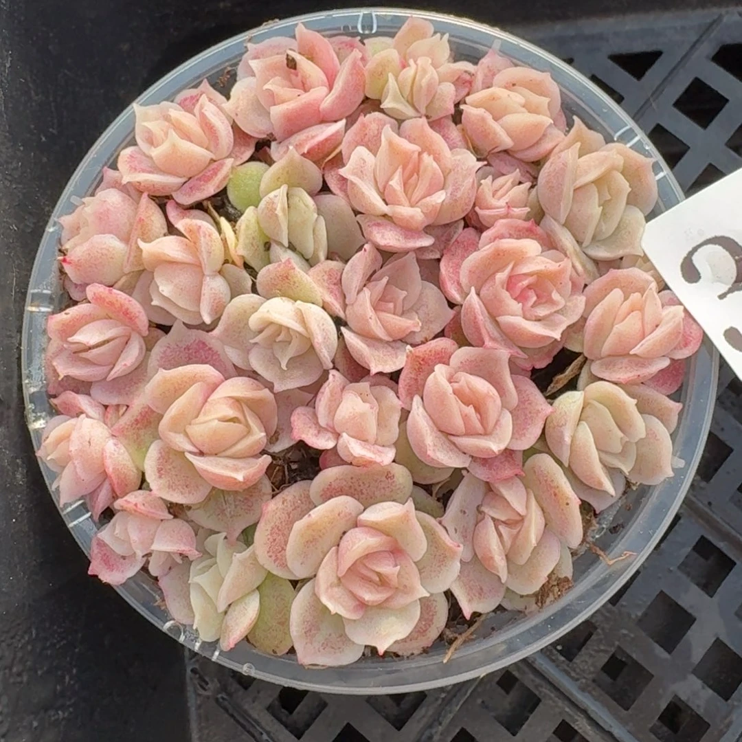 多肉植物多肉植物323