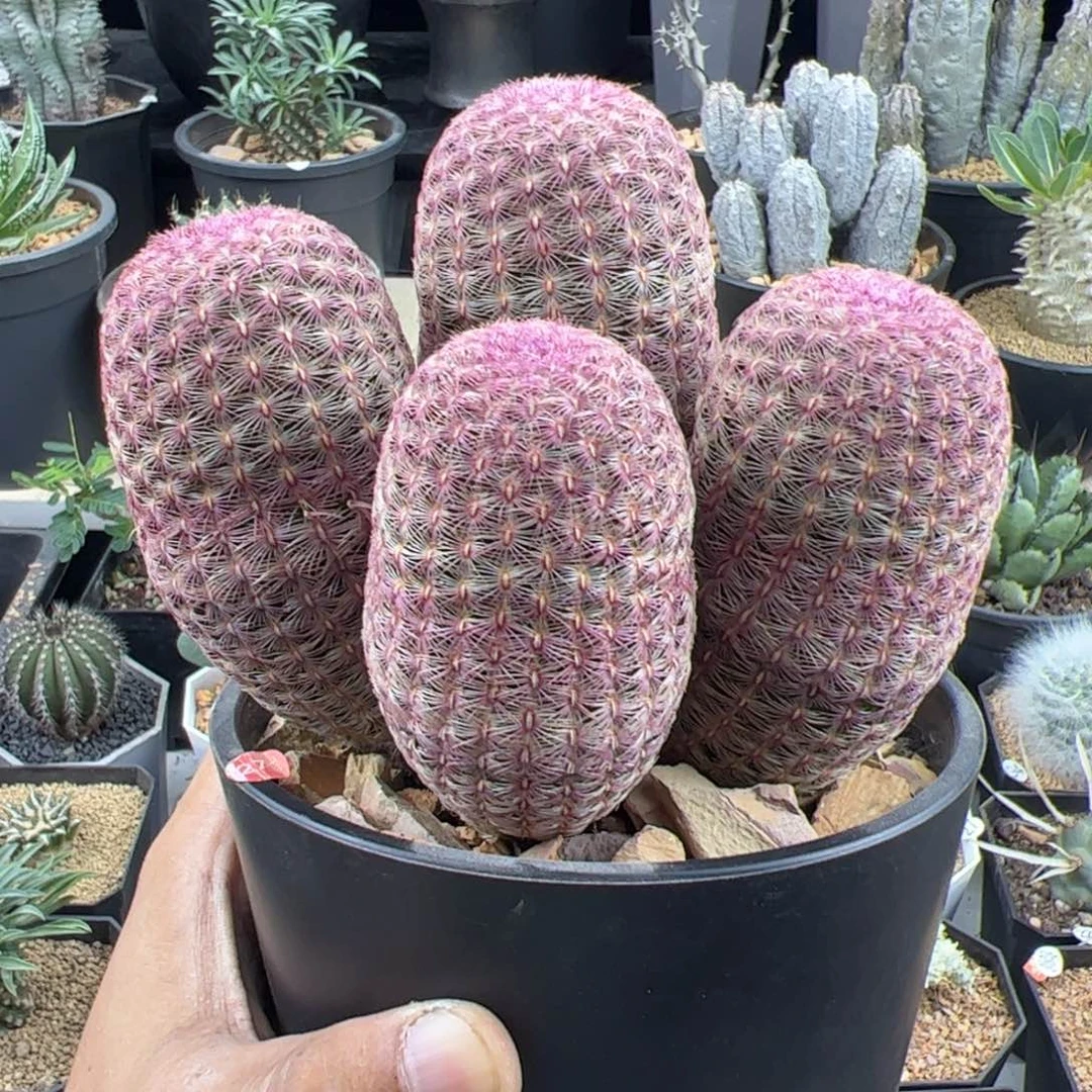 红太阳群一物一拍脱土发