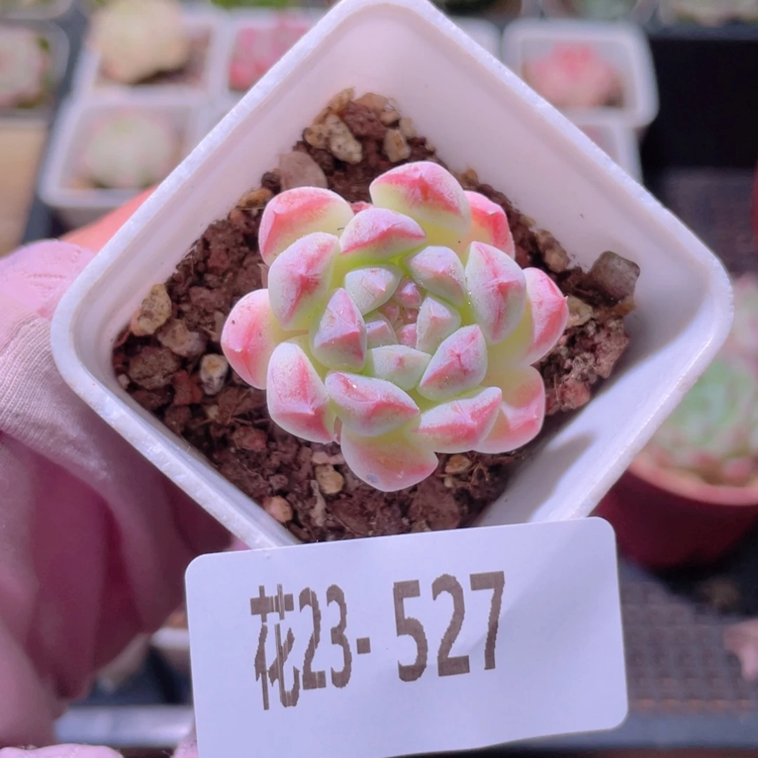花利美23-527新品