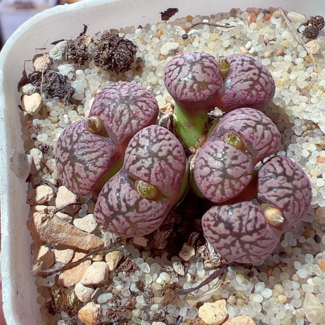 919-225多肉多肉的红蝴蝶