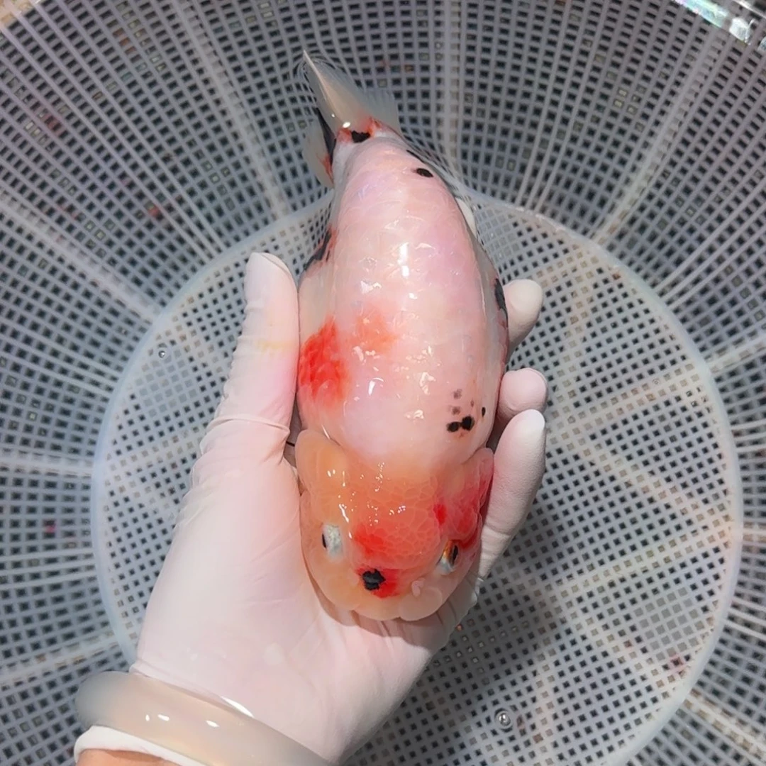 金鱼高货兰寿兰寿