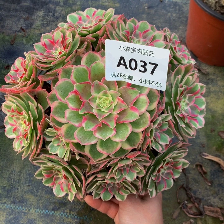 汜*037孔雀翎不包生死