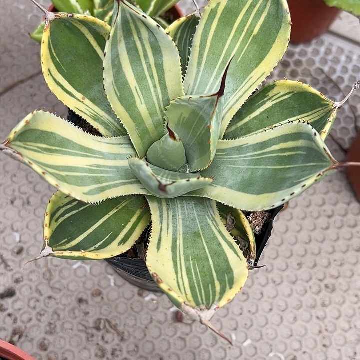 无花朵思**笼娃娃脸贝壳龙白