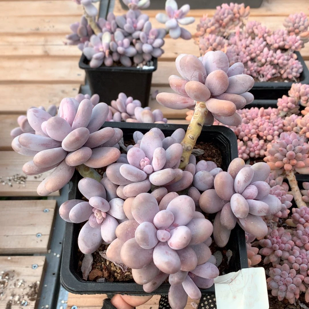 20厘米11头原始奶多肉2677