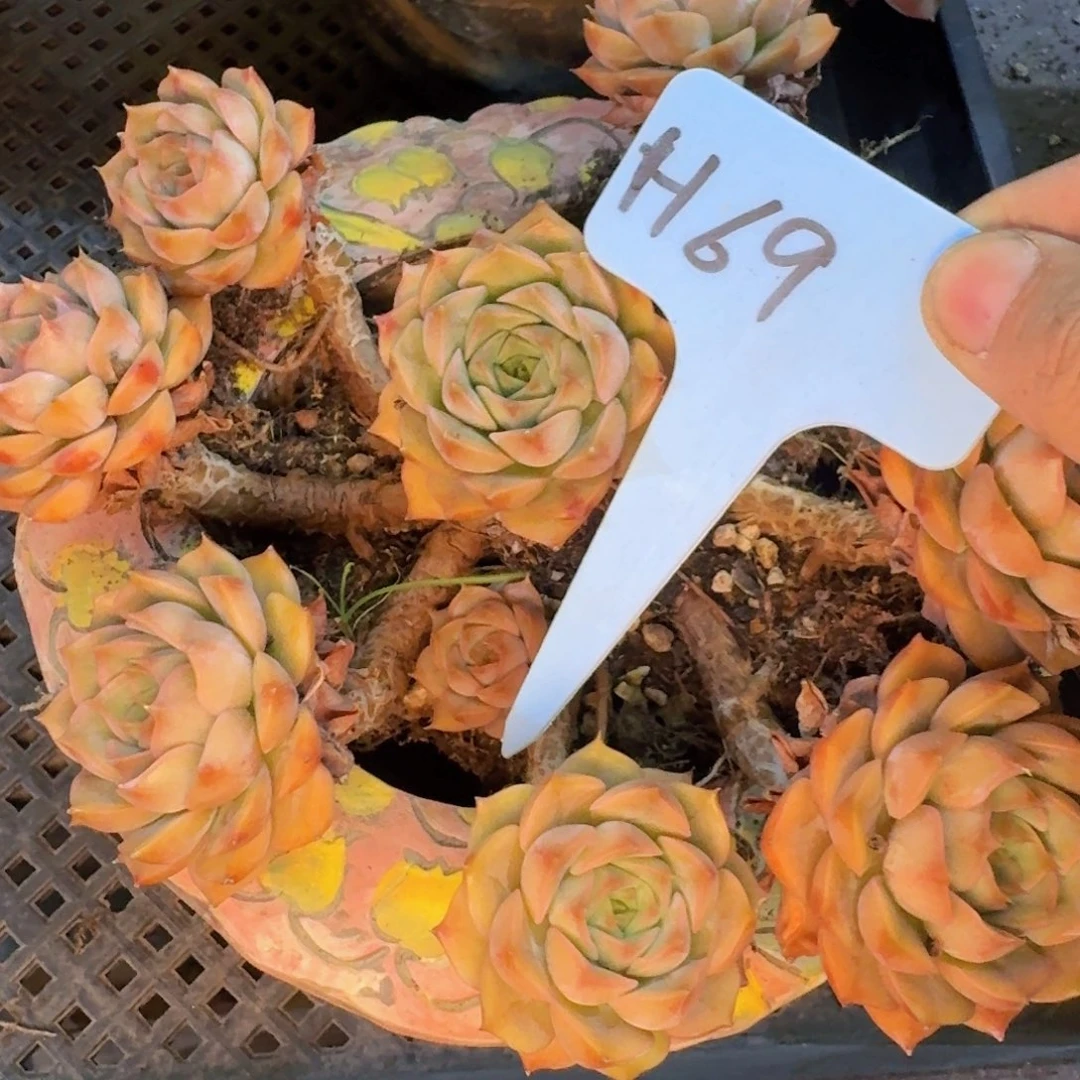 多肉植物的生长发育和