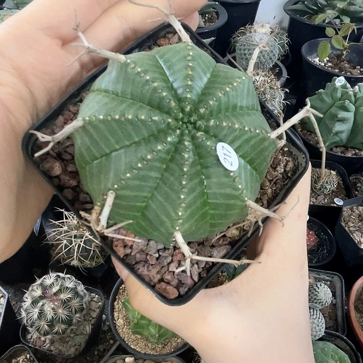 仙人球一物一拍实生